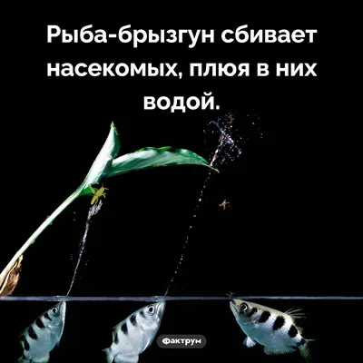 Ученые поразились интеллекту рыб - Российская газета