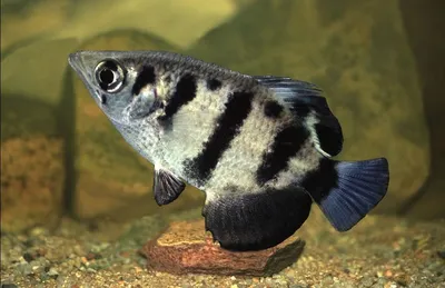 Рыба-брызгун: один плевок и добыча у ног | PetZona - канал о животных | Дзен
