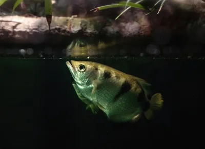 Как эволюционировала рыба-брызгун?» — Яндекс Кью
