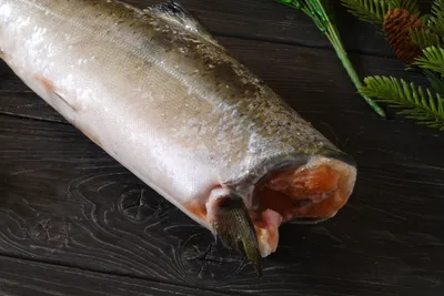 Чавыча (chinook salmon)