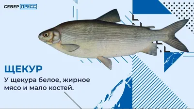 Чир свежемороженый - Fishminsk