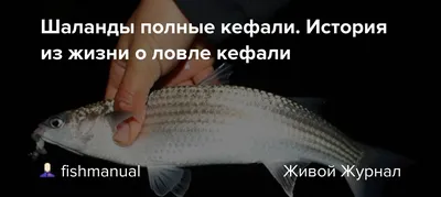 Russian.Fishing - Снова Кефаль на поплавочку. Чуларка в... | Facebook