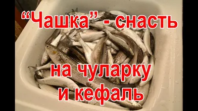 Рыба падальщик, спасшая Чёрное море - ЯПлакалъ