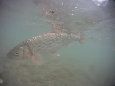 🐟 Купить кефаль в Москве, цена рыбы за 1 кг от 290 руб - интернет-магазин  Дикоед