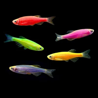 Данио рерио флуоресцентная (Glo Fish) (Danio rerio var. \"Glo Fish\") |  Aquarium-Style