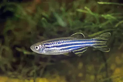 Зародыши рыб данио-рерио помогут найти способ искусственно получать  стволовые клетки