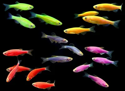 Рыбки данио: популярные виды, названия, фото-видео обзор