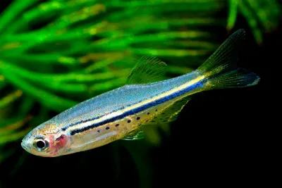 Рыбки данио-рерио помогают учёным искать лекарство от рака — Новости мира  сегодня NTD