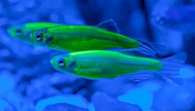 Ученые: белок аквариумной рыбки может помочь парализованным людям - BBC  News Русская служба