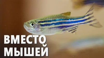 Данио рерио Danio rerio / Карповые / Аквариумные рыбки / КАТАЛОГ ТОВАРОВ /  Аквадом - зоомагазин