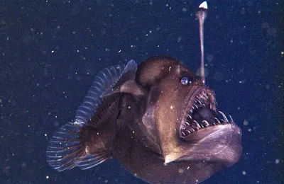 Гигантская рыба монстр» — создано в Шедевруме