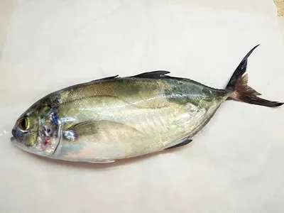 07.04.2023 Любимая рыба в томатном соусе 2.0 / из Одессы с морковью :: Денис  Гондюк :: рецепт :: морепродукты :: еда :: рыба :: длиннопост :: кулинарный  реактор :: фэндомы - JoyReactor