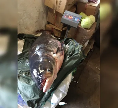 Грядущие изменения в правилах рыболовства откроют промысел ценных видов рыб  - Российская газета