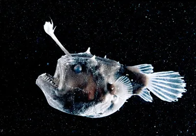 Подводный ужас, рыба-демон, черная …» — создано в Шедевруме