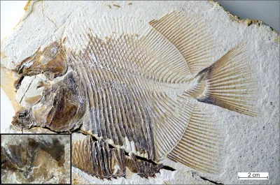 Rhizodus Был Очень Большой (от 6 До 7 Метров) Доисторический Рыба С  Длинными Зубами И Клыками - 3D Визуализации. Фотография, картинки,  изображения и сток-фотография без роялти. Image 34795698