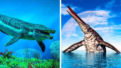 Средиземноморский сарган - рыба, предшественник динозавров - Блоги Кипра