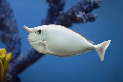 Рыба единорог розово-прозрачная» — создано в Шедевруме