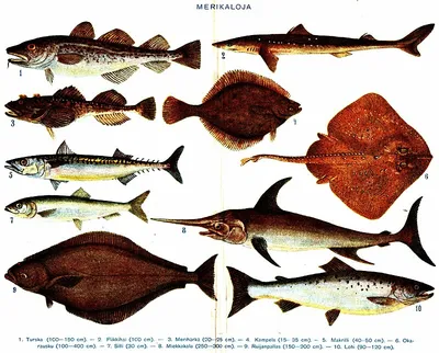 File:Kugelfisch, Масковый аротрон, рыба-шар, иглобрюх...Arothron diadematus  DSCF2025WI.jpg - Wikimedia Commons