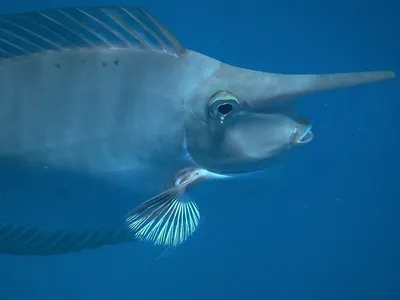Тетрадон мбу - ядовитая рыба-булыжник. | Пикабу