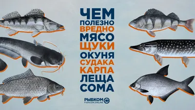 Ёрш: Губит поголовье окуней, но даёт с ними особенное гибридное потомство.  На что способен такой гибрид? | Пикабу