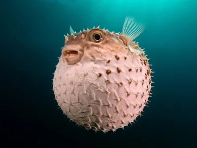 ПЛАВАЮЩИЙ ЯД!!! Ядовитая Фугу / рыба еж / рыба шар (Красное море/ RED SEA,  EGYPT 2019) - YouTube