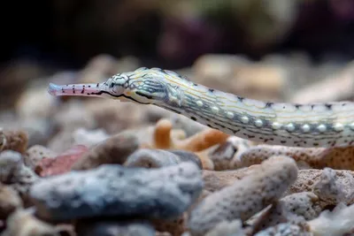 Рыба-флейта или флейторыл (лат. Aulostomus maculatus) – Интересные животные