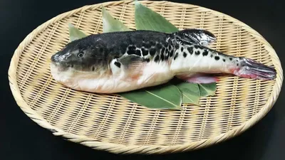 Рыба фугу: рискованный деликатес / Fugu-fish: risky Japanese delicacy / フグ  - YouTube