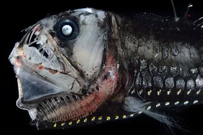 Гигантская рыба-гадюка бросается из …» — создано в Шедевруме