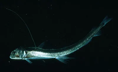 Слоановая рыба странная рыба в глубине океана Стоковое Фото - изображение  насчитывающей глубоко, змеенжш: 268465402