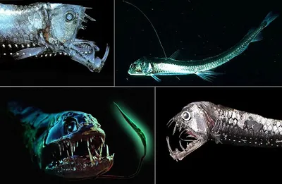 странная рыба глубоководная морская жизнь Стоковое Фото - изображение  насчитывающей снизу, рот: 268465442
