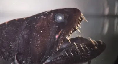 странная рыба глубоководная морская жизнь Стоковое Изображение -  изображение насчитывающей змеенжш, хищник: 268465431