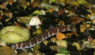 Рыба змея в средиземном море - 64 фото