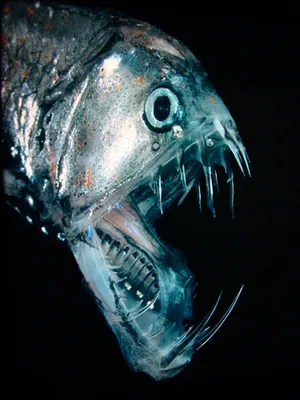 странная рыба глубоководная морская жизнь Стоковое Изображение -  изображение насчитывающей рыбы, морск: 268465409