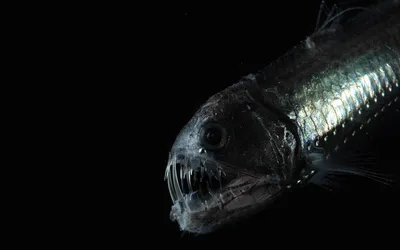 Рыба гадюка - 68 фото