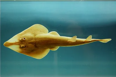 Рыба-гитара (лат. Rhinobatus rhinobatus ) – Интересные животные
