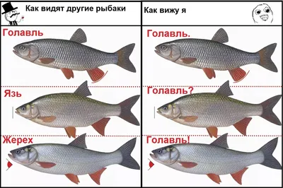 Голавль и жерех (fb2) | Флибуста