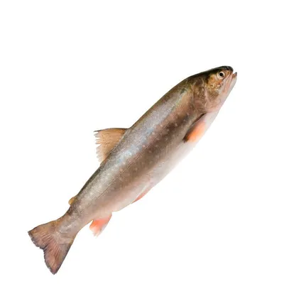 Рыба голец фото