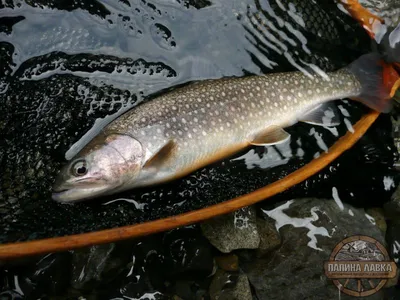 Красная рыба голец принадлежит к семейству лососевых🐟и является источником  красной икры и мяса, имеет характерный наружный покров из… | Instagram