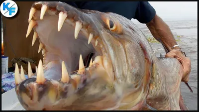 Тигровая рыба Голиаф (лат. Hydrocynus goliath): masterok — LiveJournal