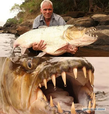 Тигровая рыба Голиаф. Рыба, которая не боится и поедает крокодилов.  Подводный монстр из Африки. - YouTube