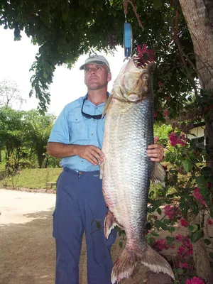 Водный монстр из Африки — тигровая рыба Голиаф » BigPicture.ru