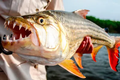 Большая тигровая рыба Голиаф: свирепый хищник реки Конго | Живая природа,  окружающая среда, экологические новости – Densegodnya.ru