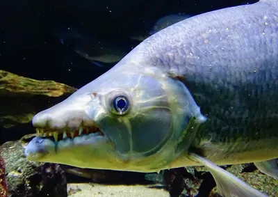 Водный монстр из Африки – Тигровая рыба Голиаф (12 фото) » Невседома