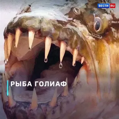 Тигровая рыба Голиаф » uCrazy.ru - Источник Хорошего Настроения
