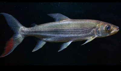 Hydrocynus Goliath, также известный как тигровая рыба голиаф, гигантская  тигровая рыба или мбенга, Stock Footage Включая: африка и аквариум - Envato  Elements