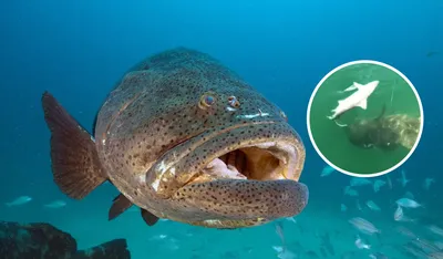 Флорида » Групер голиаф (Grouper, Goliath, Epinephelus itajara)