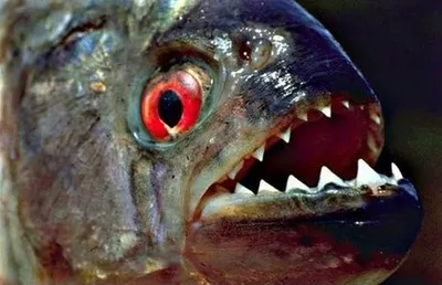 Hydrocynus Goliath, также известный как тигровая рыба голиаф, гигантская  тигровая рыба или мбенга, Стоковые видеоматериалы Включая: африка и  аквариум - Envato Elements
