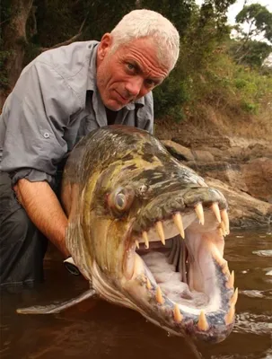 Тигровая рыба Голиаф: Африканская мегапиранья, пожирающая крокодилов |  Пикабу