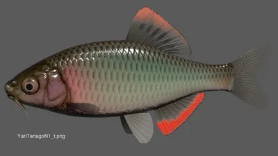 Горчак обыкновенный (Rhodeus sericeus) | FishingBY.com