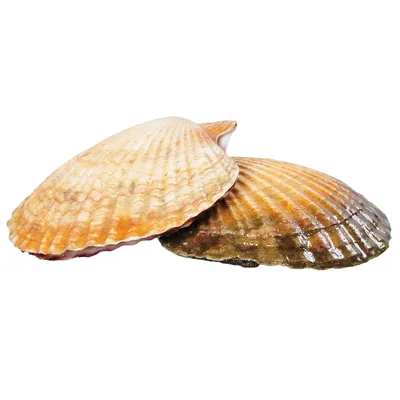 Морской гребешок с икрой на створке с/м, 1 кг – Икорный дом «Вкус моря» –  Свежайшие морепродукты!